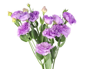 Fototapeta premium Bouquet of violet eustoma flowers with green leaves isolated on white