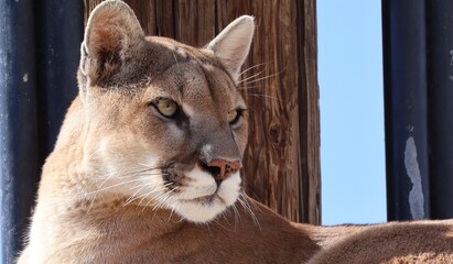 close up of a mountain lion 