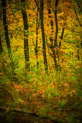 Obraz premium Maple forest , maple leaves and trees on the picture,yellow and orange colors.Fall in the forest,beautiful nature, autumn landscape in the forest.Woodlands flora in the park.Pov camping in the forest