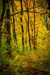 Maple forest , maple leaves and trees on the picture,yellow and orange colors.Fall in the forest,beautiful nature, autumn landscape in the forest.Woodlands flora in the park.Pov camping in the forest