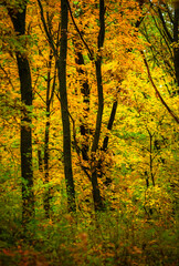 Maple forest , maple leaves and trees on the picture,yellow and orange colors.Fall in the forest,beautiful nature, autumn landscape in the forest.Woodlands flora in the park.Pov camping in the forest