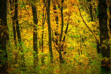 Maple forest , maple leaves and trees on the picture,yellow and orange colors.Fall in the forest,beautiful nature, autumn landscape in the forest.Woodlands flora in the park.Pov camping in the forest