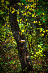 Maple forest , maple leaves and trees on the picture,yellow and orange colors.Fall in the forest,beautiful nature, autumn landscape in the forest.Woodlands flora in the park.Pov camping in the forest
