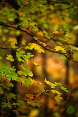 Maple forest , maple leaves and trees on the picture,yellow and orange colors.Fall in the forest,beautiful nature, autumn landscape in the forest.Woodlands flora in the park.Pov camping in the forest