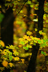 Maple forest , maple leaves and trees on the picture,yellow and orange colors.Fall in the forest,beautiful nature, autumn landscape in the forest.Woodlands flora in the park.Pov camping in the forest