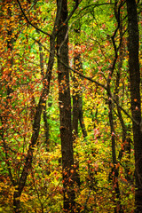 Maple forest , maple leaves and trees on the picture,yellow and orange colors.Fall in the forest,beautiful nature, autumn landscape in the forest.Woodlands flora in the park.Pov camping in the forest