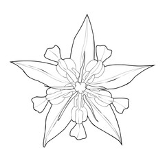 Theobroma cacao. Coloring. Flower of cocoa tree. Black silhouette on white background.