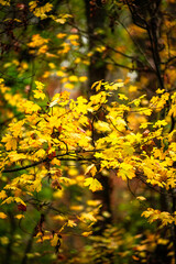 Maple forest , maple leaves and trees on the picture,yellow and orange colors.Fall in the forest,beautiful nature, autumn landscape in the forest.Woodlands flora in the park.Pov camping in the forest