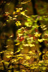 Maple forest , maple leaves and trees on the picture,yellow and orange colors.Fall in the forest,beautiful nature, autumn landscape in the forest.Woodlands flora in the park.Pov camping in the forest