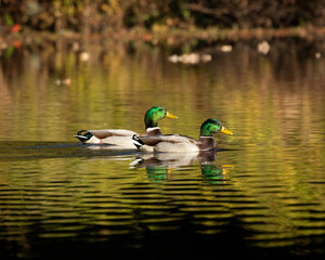Two male mallard, ducks, or drakes, swim on a tranquil autumn pond. The warm and bright surrounding foliage creates beautiful reflections on the water.