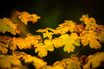 Maple forest , maple leaves and trees on the picture,yellow and orange colors.Fall in the forest,beautiful nature, autumn landscape in the forest.Woodlands flora in the park.Pov camping in the forest