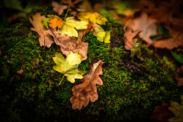 Maple forest , maple leaves and trees on the picture,yellow and orange colors.Fall in the forest,beautiful nature, autumn landscape in the forest.Woodlands flora in the park.Pov camping in the forest