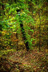 Maple forest , maple leaves and trees on the picture,yellow and orange colors.Fall in the forest,beautiful nature, autumn landscape in the forest.Woodlands flora in the park.Pov camping in the forest