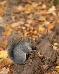 An eastern gray squirrel sits on a fallen log in an autumn forest. It looks cute eating what appears to be a nut for a meal. The bright and colorful fallen leaves form a tranquil backdrop.