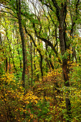 Maple forest , maple leaves and trees on the picture,yellow and orange colors.Fall in the forest,beautiful nature, autumn landscape in the forest.Woodlands flora in the park.Pov camping in the forest