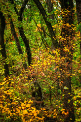 Forest flora,maple trees in the forest,beautiful look on the woods.Landscape photo in the forest.Autumn colors,green and orange leaves on trees, field near the forest
