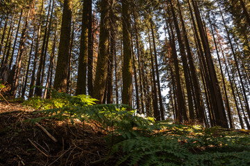 forest in the morning