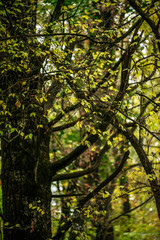 Fototapeta premium Maple forest at the autumn day,leaves on trees with beautiful colors.Mystery woodlands,yellow and green trees in the forest.Maple leaves.Landscape in the woods.Horizontical and vertical shots .