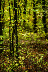 Fototapeta premium Maple forest at the autumn day,leaves on trees with beautiful colors.Mystery woodlands,yellow and green trees in the forest.Maple leaves.Landscape in the woods.Horizontical and vertical shots .