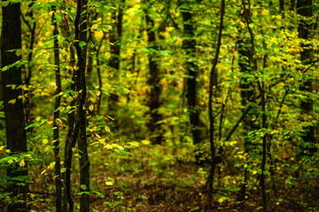 Fototapeta premium Maple forest at the autumn day,leaves on trees with beautiful colors.Mystery woodlands,yellow and green trees in the forest.Maple leaves.Landscape in the woods.Horizontical and vertical shots .
