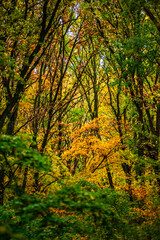 Maple forest at the autumn day,leaves on trees with beautiful colors.Mystery woodlands,yellow and green trees in the forest.Maple leaves.Landscape in the woods.Horizontical and vertical shots .