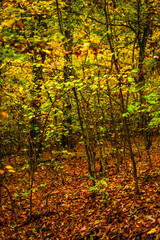 Fototapeta premium Maple forest at the autumn day,leaves on trees with beautiful colors.Mystery woodlands,yellow and green trees in the forest.Maple leaves.Landscape in the woods.Horizontical and vertical shots .