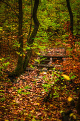 Bridge in the autumn forest , hallowen landscape ,old bridge in the beautiful woodlands,fall colors , leaves on the ground , beautiful landscape .Orange and yellow colors.Fall in the forest.Mystery