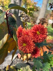 flowers in the garden