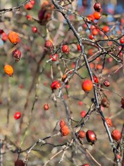 red berries on a tree