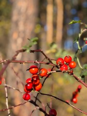 red berries on a branch