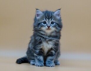 Fototapeta premium Siberian kitten on a colored background