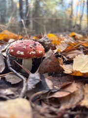 mushroom in the forest