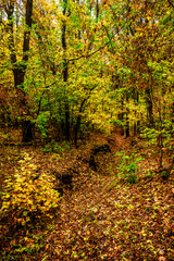 Autumn forest at the morning,green and yellow leaves on trees.Beautiful landscape pictures in the woodlands and forest.Path in the woods, Ukrainian nature.Beautiful and mystery weather ,fall colors 
