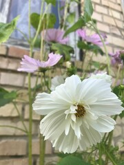 pink and white flowers