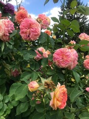 pink roses in garden
