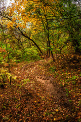 Autumn forest at the morning,green and yellow leaves on trees.Beautiful landscape pictures in the woodlands and forest.Path in the woods, Ukrainian nature.Beautiful and mystery weather ,fall colors 