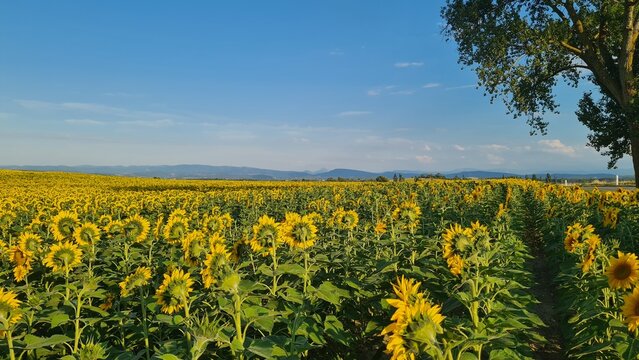 Champs de tournesol avec le Bugarach en arri&egrave;re-plan