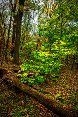 Autumn forest at the morning,green and yellow leaves on trees.Beautiful landscape pictures in the woodlands and forest.Path in the woods, Ukrainian nature.Beautiful and mystery weather ,fall colors 