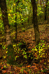 Autumn forest at the morning,green and yellow leaves on trees.Beautiful landscape pictures in the woodlands and forest.Path in the woods, Ukrainian nature.Beautiful and mystery weather ,fall colors 
