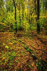 Autumn forest with green and yellow trees,october forest landscape.Fallen trees in the frame.Green colors.Mystery woodlands.Maple trees and leaves.Morning landscape.Camping in the forest