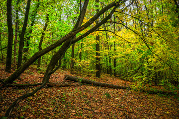 Fototapeta premium Autumn forest with green and yellow trees,october forest landscape.Fallen trees in the frame.Green colors.Mystery woodlands.Maple trees and leaves.Morning landscape.Camping in the forest