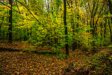Obraz premium Autumn forest with green and yellow trees,october forest landscape.Fallen trees in the frame.Green colors.Mystery woodlands.Maple trees and leaves.Morning landscape.Camping in the forest