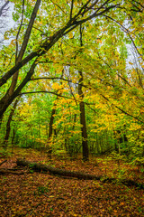 Naklejka premium Autumn forest with green and yellow trees,october forest landscape.Fallen trees in the frame.Green colors.Mystery woodlands.Maple trees and leaves.Morning landscape.Camping in the forest