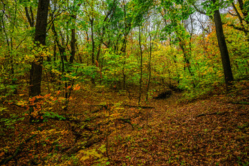 Autumn forest with green and yellow trees,october forest landscape.Fallen trees in the frame.Green colors.Mystery woodlands.Maple trees and leaves.Morning landscape.Camping in the forest