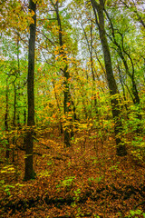 Autumn forest with green and yellow trees,october forest landscape.Fallen trees in the frame.Green colors.Mystery woodlands.Maple trees and leaves.Morning landscape.Camping in the forest