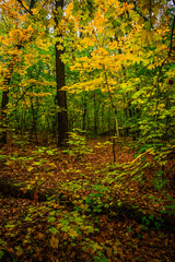 Fototapeta premium Autumn forest with green and yellow trees,october forest landscape.Fallen trees in the frame.Green colors.Mystery woodlands.Maple trees and leaves.Morning landscape.Camping in the forest