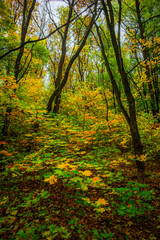 Autumn forest with green and yellow trees,october forest landscape.Fallen trees in the frame.Green colors.Mystery woodlands.Maple trees and leaves.Morning landscape.Camping in the forest