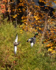 A pair of mallard ducks, a male and a female, fly with an autumn background. They look silly, as...