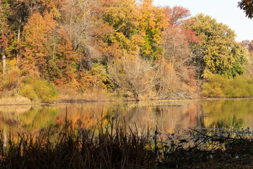 A gorgeous view of Jacksons Pond, in Clark New Jersey during the fall. The colorful fall foliage is reflected in the water.