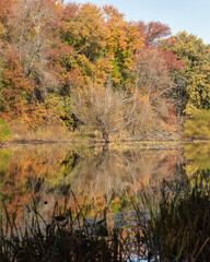 A gorgeous view of Jacksons Pond, in Clark New Jersey during the fall. The colorful fall foliage is reflected in the water.
